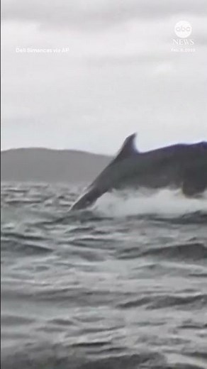 Humpback whale briefly swallows kayaker