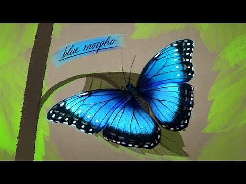Structural Color in Nature - How Butterflies Inspired a New Type of Paint! 🦋 | Biomimicry Institute