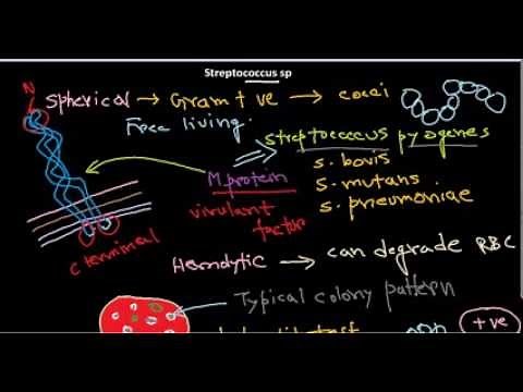 Streptococcus introduction