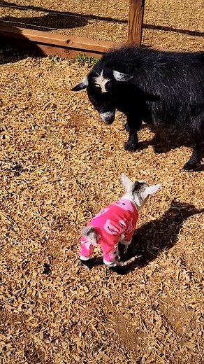 This farm breeds the most energetic mini goats 🐐😄 | Furry Tails