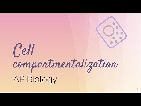 AP Biology: Cell Compartmentalization