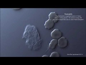 Live Human Blood Cells - RBC, White Blood Cells/Leukocytes, and Platelets. DIC Microscopy (4K)