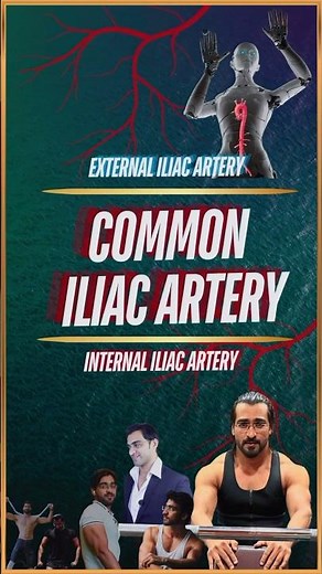 What is Common Iliac Artery?