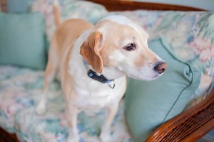 Lab Hound Mix: 8 Common Hound Dog Breeds Mixed With Labs