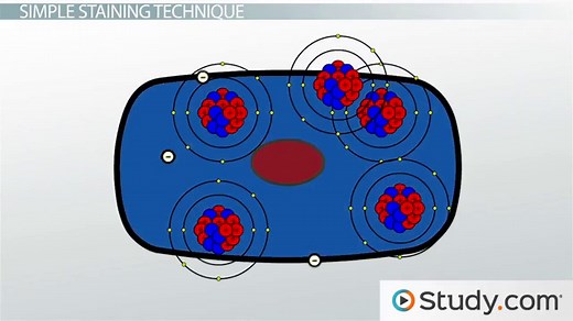 Staining in Microbiology | Meaning, Types & Techniques