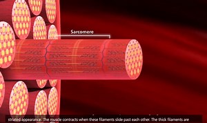 Muscle Contraction Process [HD Animation] on Make a GIF