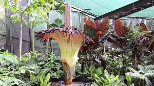 Corpse Flower: Facts About the Smelly Plant