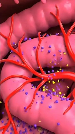 What Happens Inside Your Body When You Eat an Orange? | Digestion Explained (3D Animation)