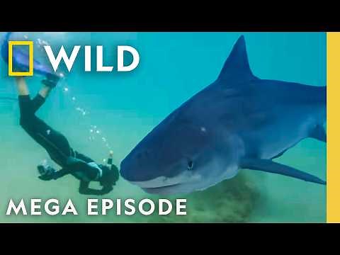 When Sharks Attack: Bloody Waters & Deadly Coasts | MEGA EPISODE | Nat Geo Animals