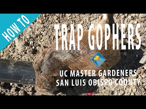 How to Trap Gophers