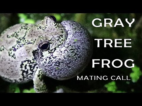 Awesome Gray Tree Frog mating call video