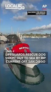 Lifeguards rescue dog swept out to sea by rip current off San Diego