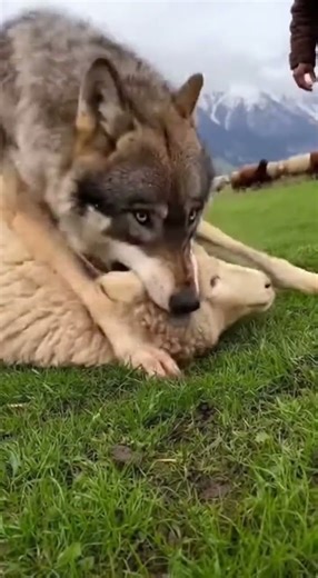 When Wolves Clash With a Shepherd’s Flock? Watch the Epic Battle Unfold #wildlife #nature #animals