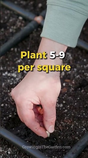 Bean Growing 101: Quick & Easy Guide