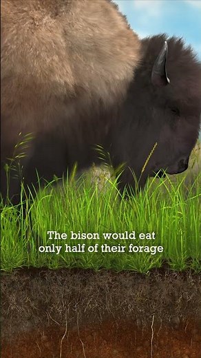 Have You Tried AMP Grazing or Other Regenerative Agricultural Practices?