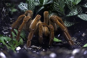 11 Goliath Birdeater Tarantula Facts - Fact Animal