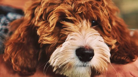 The Key Differences Between a Labradoodle And a Goldendoodle