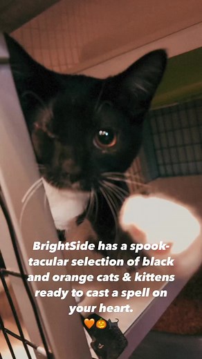 As the leaves begin to change and the air turns crisp, there’s no better time to welcome a new addition to your family. 🧡🐈‍⬛🍂 Head to BrightSide and we promise you’ll find a magical companion. 🔮✨ | Brightside Animal Center