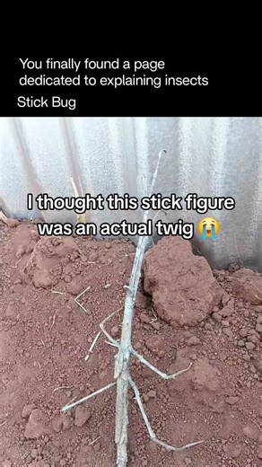 Explaining Insects 🦋 on Instagram: "The stick bug is a remarkable master of disguise, perfectly mimicking the slender twigs and branches of trees and shrubs. Its body is long, thin, and often textured with tiny bumps or patterns, making it almost indistinguishable from real wood. This camouflage helps the stick bug avoid predators like birds and reptiles, allowing it to remain still for hours when it senses danger. Most stick bugs are herbivores, feeding quietly on leaves and plants, and many s