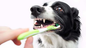 Petsmile Toothpaste Reviews - Unbiased Guide To Professional Dog Toothpaste - FurDoos