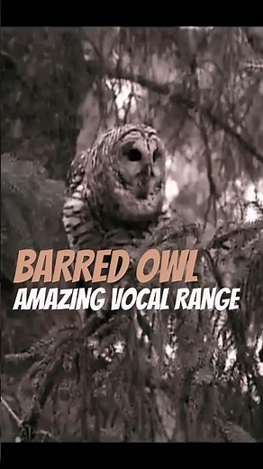Barred Owl's INSANE Vocalizations🦉Most EXPRESSIVE Owl Calls and Hoots EVER!! | Canada Wild 🇨🇦 #birds