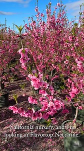 6.4K views · 114 reactions | Flavortop Nectarine is pulling double duty—gorgeous pink blooms in spring, deliciously sweet nectarines in summer. Zone 6-9, it's a beautiful way to add shade, structure, and something sweet to your landscape. Just imagine strolling past this in your yard, picking a perfectly ripe nectarine right off the branch. Is it summer yet?  #monroviaplants #ediblegarden #nectarine | Monrovia | Facebook