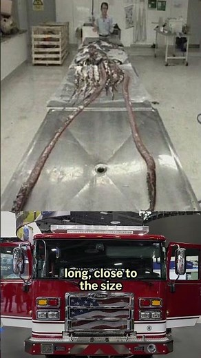 Colossal squid captured on camera for the first time