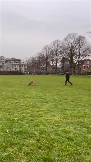 26 reactions | Teach your dog to track on hard surfaces! The brand new and unique Hard Surface Tracking Course — only available here! Learn how to train your dog to track on streets, sidewalks, or parking lots with focus and precision. Follow our step-by-step method and train fully independently.  Only at Dick Staal. Start today! lp.dogtrainingdickstaal.com/surface-tracking-a | Dog Training Dick Staal | Facebook