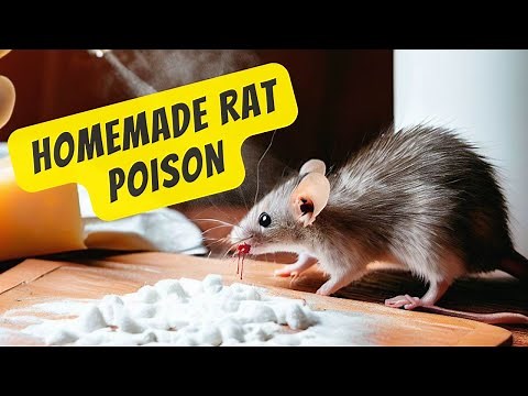 Homemade Rat Poison: Get Rid of Mice in One Hour with Baking Soda and Cheese!