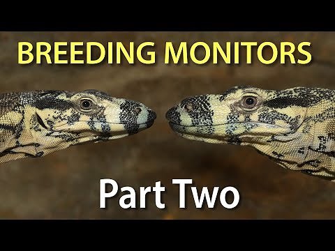 Breeding monitor lizards in captivity: Part two - determining the sex of your monitor(s)