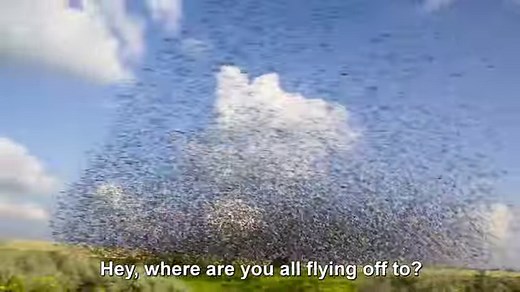 1.8K views · 34 reactions | Meet new animal friends with Robi the curious robot! Weekdays & Sundays 7:30am, 11:30am & 7:30pm EST only on BabyFirst! | BabyFirst | Facebook