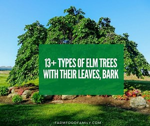 13  Types Of Elm Trees With Leaves, Bark, and Pictures (Tree Identification)