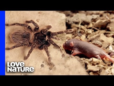 Goliath Bird Eater Tarantula vs. Baby Mouse