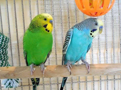 My pet budgies 10 Hr singing. New unique footage of pet parakeets chirping.