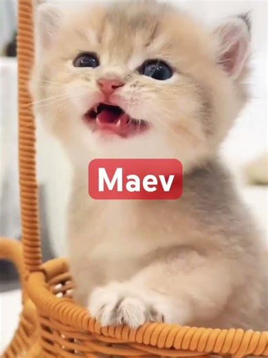 Maev #babyanimal