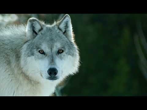 Wolves Howling and loving that full moon