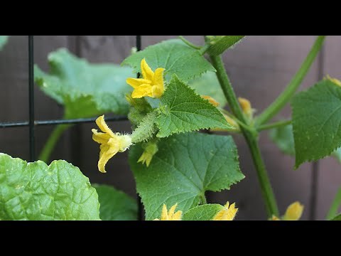 Growing Cucumbers in Containers Update | Small Space Garden Series