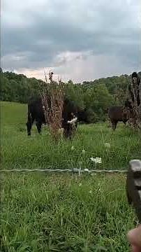 How to tighten a barbed wire fence