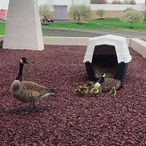 3.1K views · 215 reactions | We have babies!!!  It’s been a very exciting morning in Erie as we watched six little goslings hatch right outside the Student Affairs Office window!  | Lake Erie College of Osteopathic Medicine | Facebook