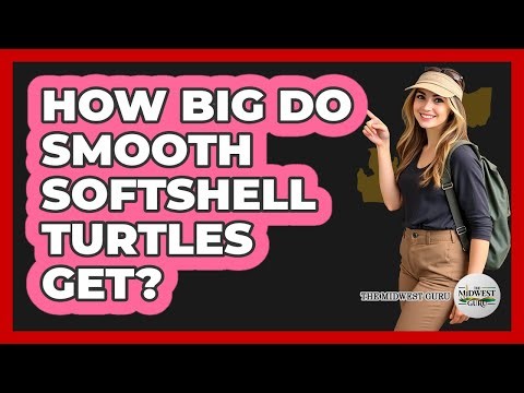 How Big Do Smooth Softshell Turtles Get?