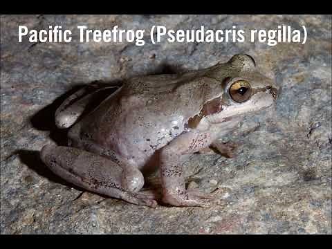 Sounds of the Pacific Treefrog (Pseudacris regilla)
