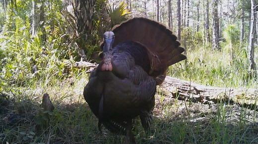 20K views · 294 reactions | WHAT ARE THE SOUNDS OF A TOM TURKEY?...