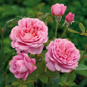 The Best Types of Roses for Every Gardener to Plant