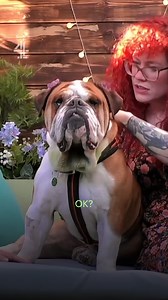2.6M views · 28K reactions | The best name yet in the Dog House? At your service, Commander 'Rocky' Rockefeller | Channel 4 | Facebook