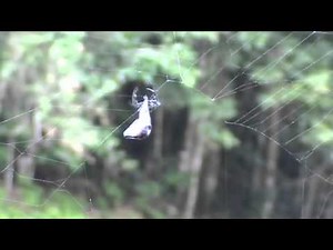 Darwin's bark spider "Caerostris darwini"