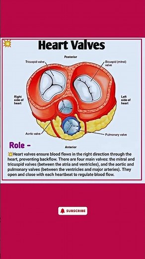 Heart Valves Explained: Types, Roles, and Function!