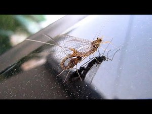 Mayflies Mating