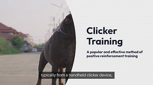 Clicker Training Basics