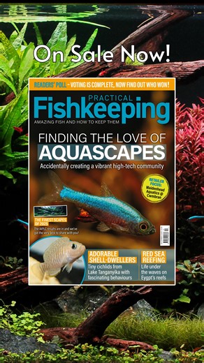 45 reactions | The latest issue of Practical Fishkeeping is on sale! We cover: Top aquascapes of 2025 The reefs of the Red Sea Shell-dwellers Readers’ Poll results and so much more! Get your copy now! | Practical Fishkeeping Magazine. | Facebook