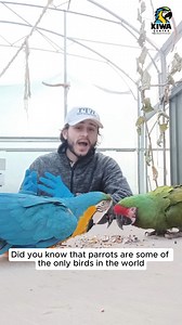 10K views · 349 reactions | 列 Parrots use their feet for almost everything! From climbing like pros to grabbing food with precision and even manipulating objects, they’re true multitaskers. Join Iwan, one of our keepers at the Kiwa Centre, to explore the surprising science of parrot feet, including which foot they prefer to use!  Watch now to uncover their secrets! | World Parrot Trust | Facebook